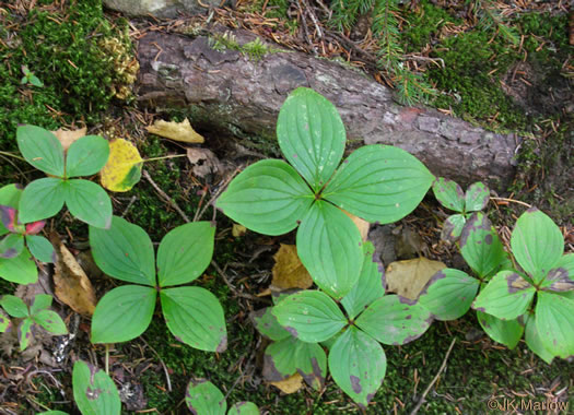 image of Chamaepericlymenum canadense, Bunchberry, Dwarf Dogwood, Dwarf Cornel