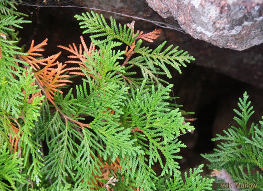 image of Thuja occidentalis, American Arborvitae, Northern White Cedar, Flat Cedar, Eastern Arborvitae