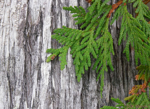 image of Thuja occidentalis, American Arborvitae, Northern White Cedar, Flat Cedar, Eastern Arborvitae