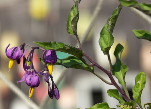 image of Solanum dulcamara, Bittersweet Nightshade, Deadly Nightshade, Climbing Nightshade