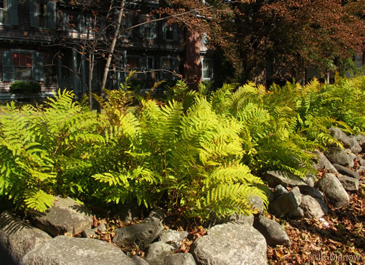 image of Claytosmunda claytoniana, Interrupted Fern