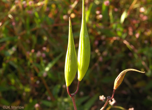 image of Asclepias incarnata var. pulchra, Eastern Swamp Milkweed