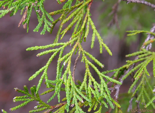 Atlantic White Cedar