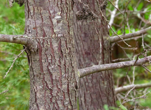 Chamaecyparis thyoides var. thyoides, Atlantic White Cedar, Juniper