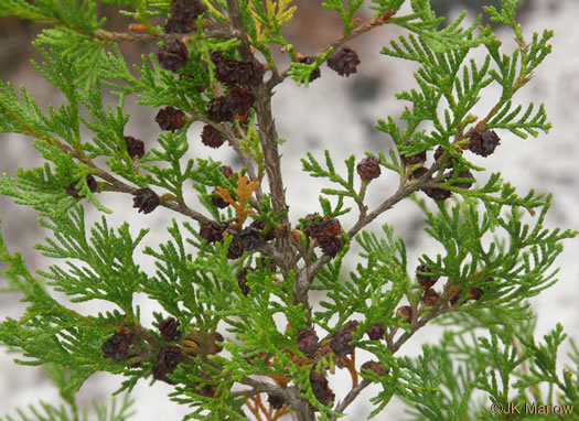 Chamaecyparis thyoides var. thyoides, Atlantic White Cedar, Juniper