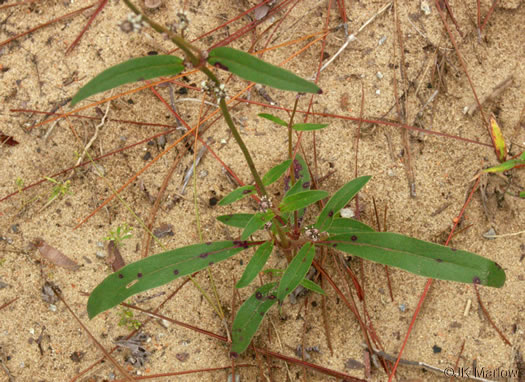 image of Froelichia floridana var. floridana, Florida Cottonseed, Common Cottonweed