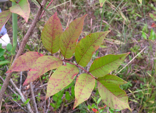 image of Toxicodendron vernix, Poison Sumac, Thunderwood