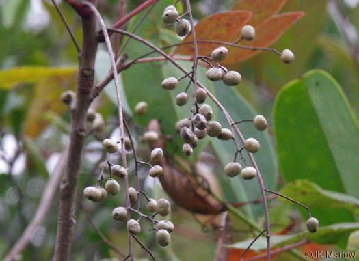 image of Toxicodendron vernix, Poison Sumac, Thunderwood