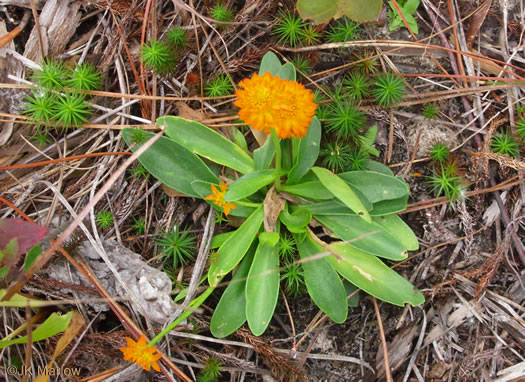 image of Polygala lutea, Orange Milkwort, Red-hot-poker, Candyroot, Yellow Bachelor's-buttons