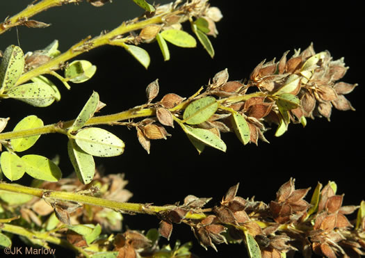 image of Lespedeza stuevei, Velvety Lespedeza, Stueve's Bush-clover, Tall Lespedeza