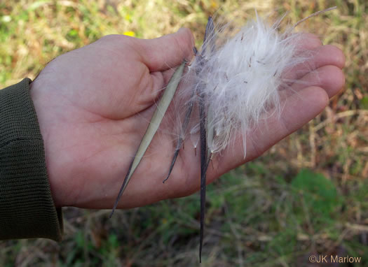 image of Apocynum cannabinum, Indian-hemp, Hemp Dogbane, Marion's Weed