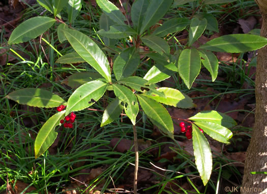 image of Ardisia crenata, Coral Ardisia, Hen's Eyes, Coralberry, Marlberry