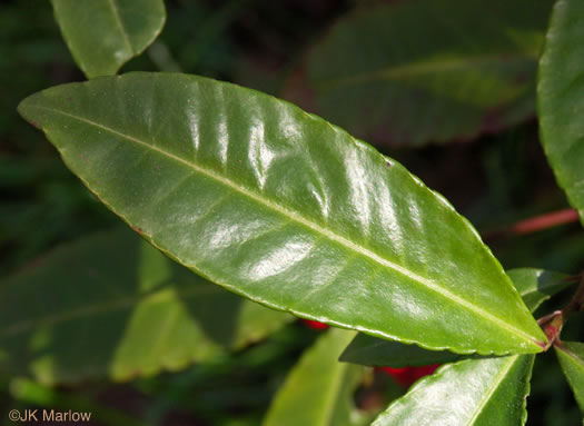 image of Ardisia crenata, Coral Ardisia, Hen's Eyes, Coralberry, Marlberry