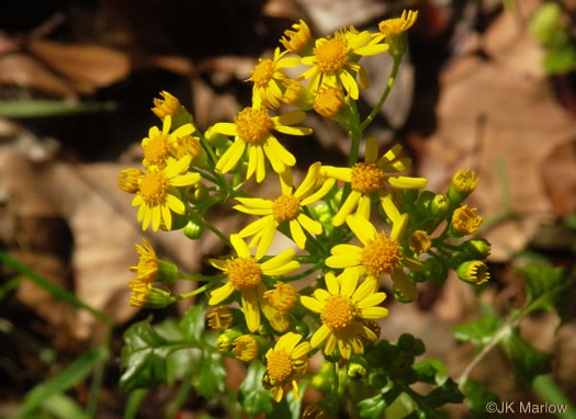 image of Packera glabella, Butterweed, Smooth Ragwort, Smooth Groundsel, Yellowtop