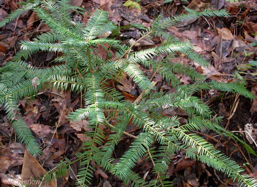 image of Torreya taxifolia, Florida Torreya, Stinking-cedar