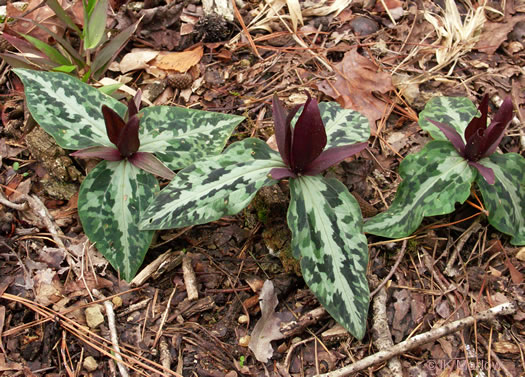 image of Trillium underwoodii, Underwood's Trillium