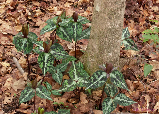 image of Trillium decipiens, Chattahoochee Trillium, Deceptive Trillium