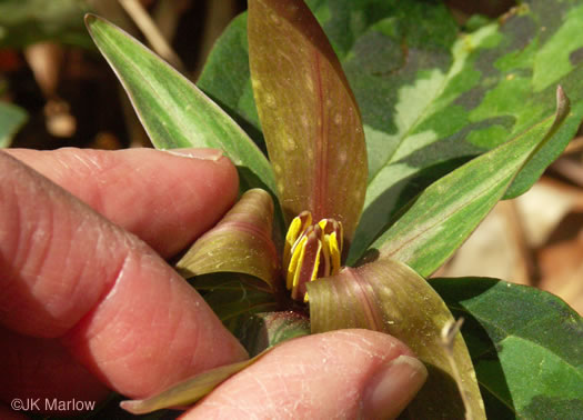 image of Trillium decipiens, Chattahoochee Trillium, Deceptive Trillium