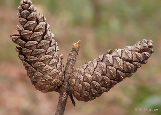 image of Pinus glabra, Spruce Pine, Walter's Pine