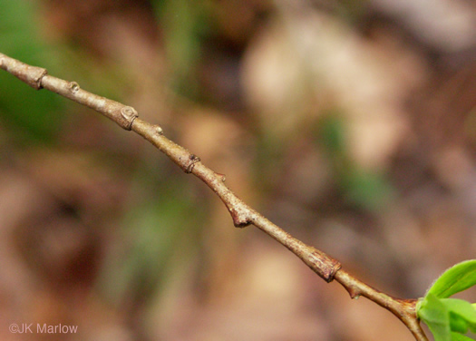 image of Dirca palustris, Eastern Leatherwood, Leatherbark, Wicopee, Rope-bark