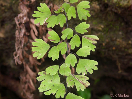 image of Adiantum capillus-veneris, Southern Maidenhair Fern, Venus-hair Fern