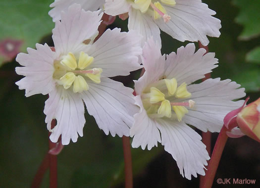 image of Shortia galacifolia, Oconee Bells, Southern Shortia