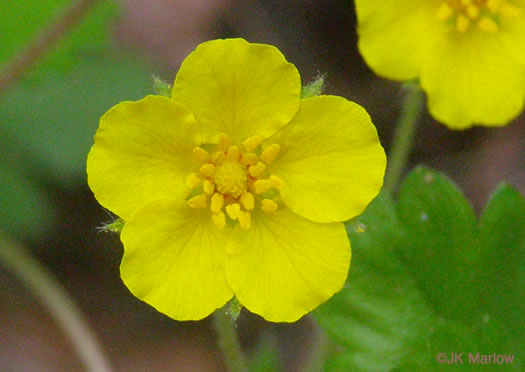 image of Potentilla canadensis, Dwarf Cinquefoil, Running Five-fingers