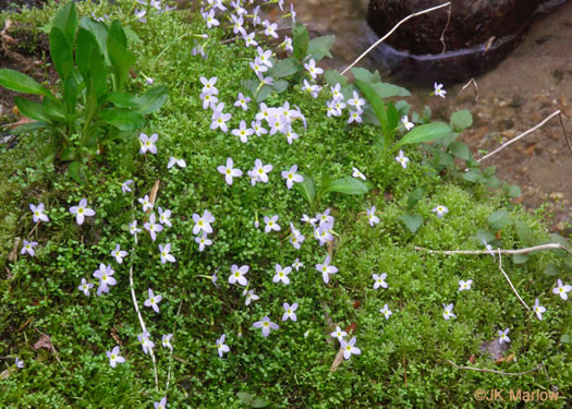 image of Houstonia serpyllifolia, Thymeleaf Bluet, Appalachian Bluet, Prostrate Bluet, Marsh Bluet