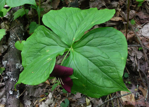 image of Trillium vaseyi, Vasey's Trillium, Sweet Trillium, Sweet Beth