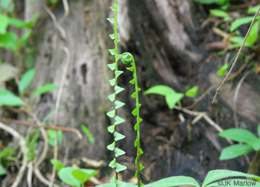 image of Asplenium platyneuron, Ebony Spleenwort