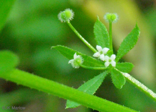 Galium aparine, Cleavers, Bedstraw