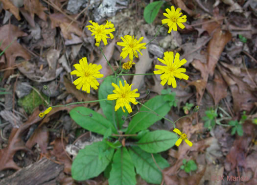 image of Hieracium venosum, Rattlesnake Hawkweed, Rattlesnake Weed, Veiny Hawkweed