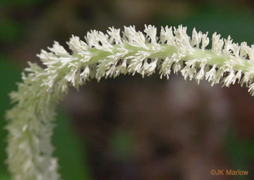 image of Chamaelirium luteum, Fairywand, Devil's Bit