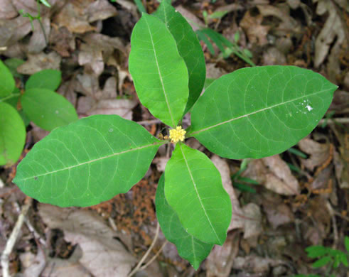 image of Asclepias variegata, White Milkweed, Redring Milkweed, Variegated Milkweed