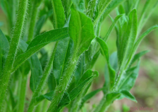 image of Asclepias tuberosa var. tuberosa, Butterfly Milkweed, Eastern Butterflyweed, Pleurisy Root, Wind Root