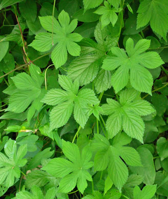 image of Humulus scandens, Japanese Hops