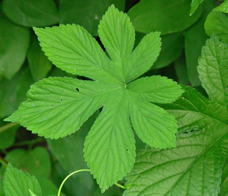 image of Humulus scandens, Japanese Hops