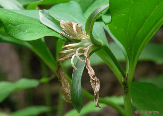 image of Trillium catesbyi, Catesby's Trillium, Rosy Wake-robin, Bashful Trillium, Rose Trillium