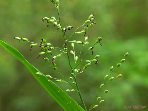 image of Dichanthelium boscii, Bosc's Witchgrass