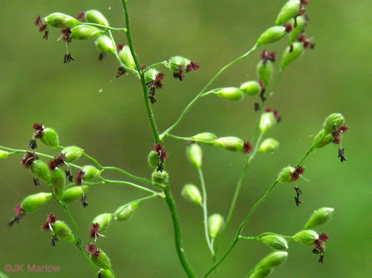 image of Dichanthelium boscii, Bosc's Witchgrass