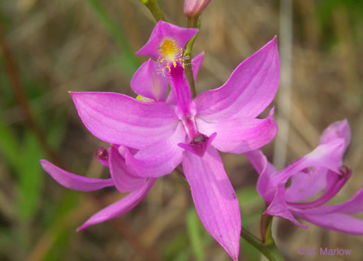 Common Grass-pink