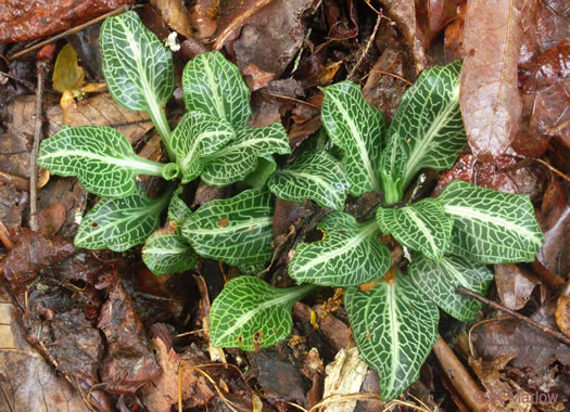 Goodyera pubescens, Downy Rattlesnake-orchid, Downy Rattlesnake-plantain