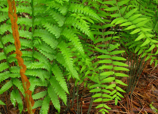 image of Osmunda spectabilis, American Royal Fern