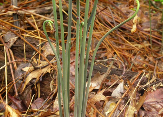 image of Osmunda spectabilis, American Royal Fern