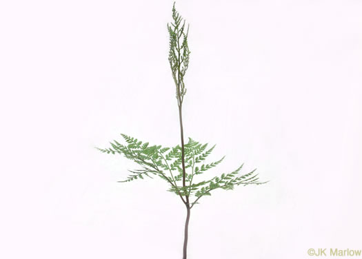 image of Botrypus virginianus, Rattlesnake Fern, Sang-find