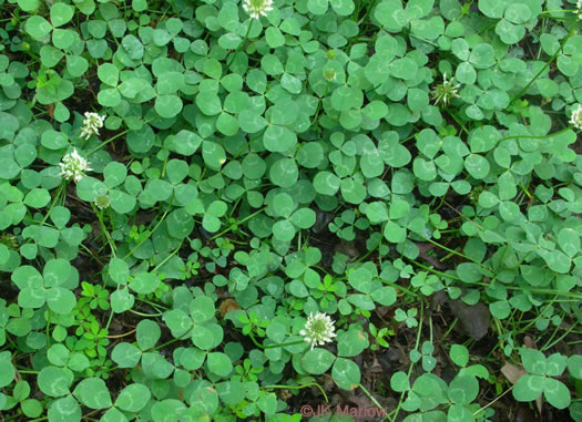 image of Trifolium repens, White Clover, White Dutch Clover, Ladino Clover