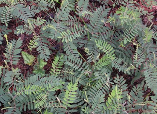 image of Tephrosia virginiana, Virginia Goat's Rue, Devil's Shoestrings