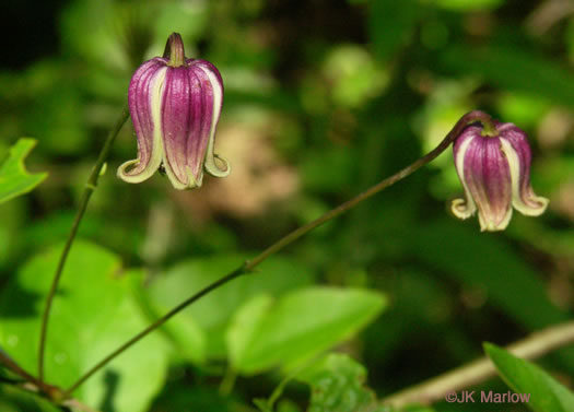 image of Clematis viorna, Northern Leatherflower, Vase-vine