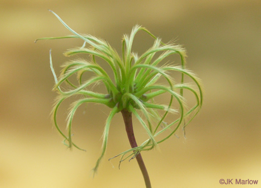 image of Clematis viorna, Northern Leatherflower, Vase-vine