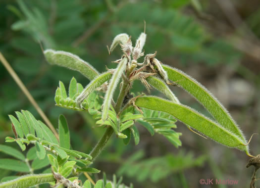 legume